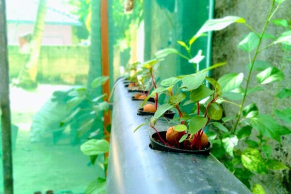 Hydroponic gardening setup with chili plant