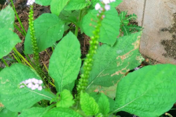 யானை வணங்கி