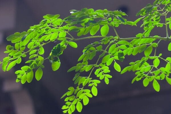 மருத்துவ குணங்கள் நிறைந்த பசுமையான முருங்கை மரம் மற்றும் இலைகள் - Moringa Oleifera tree in Tamil