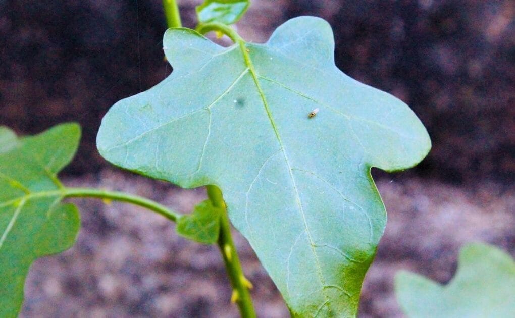 Purple flowers of Solanum trilobatum (Thuthuvalai) medicinal plant used for cold and cough.