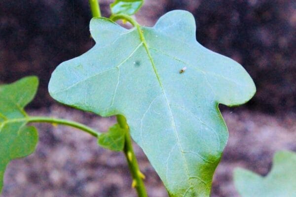 Purple flowers of Solanum trilobatum (Thuthuvalai) medicinal plant used for cold and cough.