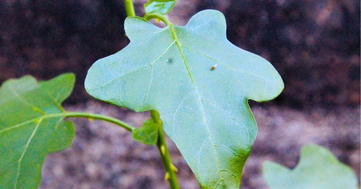 Purple flowers of Solanum trilobatum (Thuthuvalai) medicinal plant used for cold and cough.