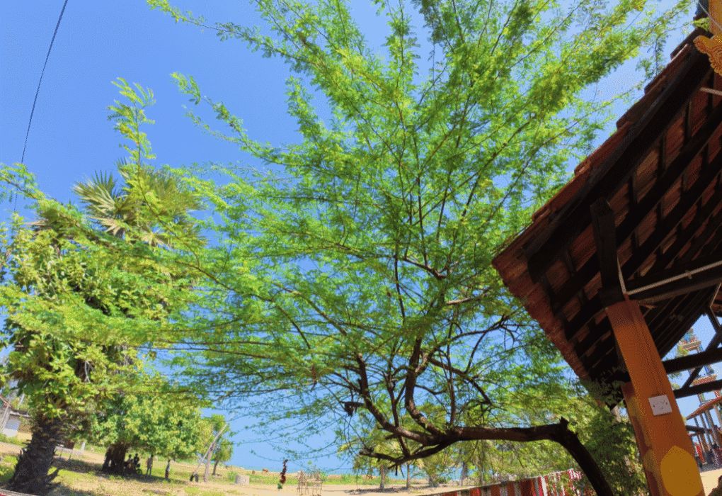 வன்னி மரம்