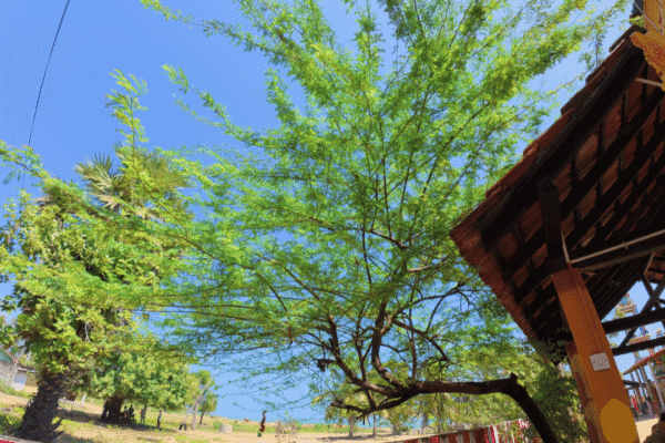 வன்னி மரம்