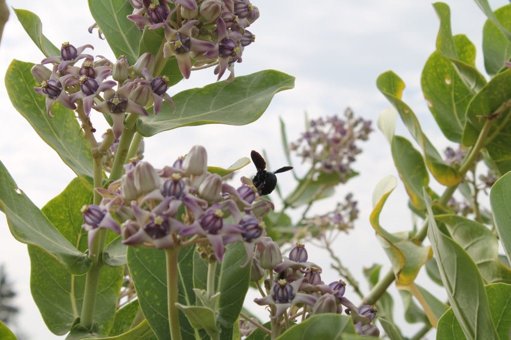 Calotropis gigantea