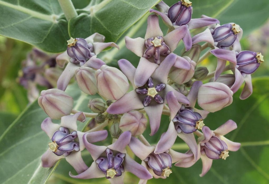 எருக்கு செடி (Calotropis gigantea) மற்றும் அதன் மருத்துவ பயன்கள்