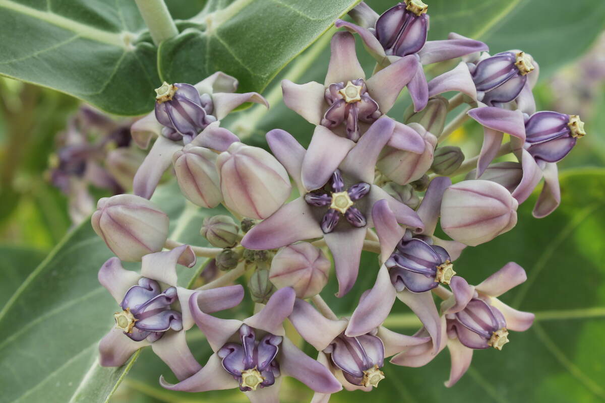 எருக்கு செடி (Calotropis gigantea) மற்றும் அதன் மருத்துவ பயன்கள்