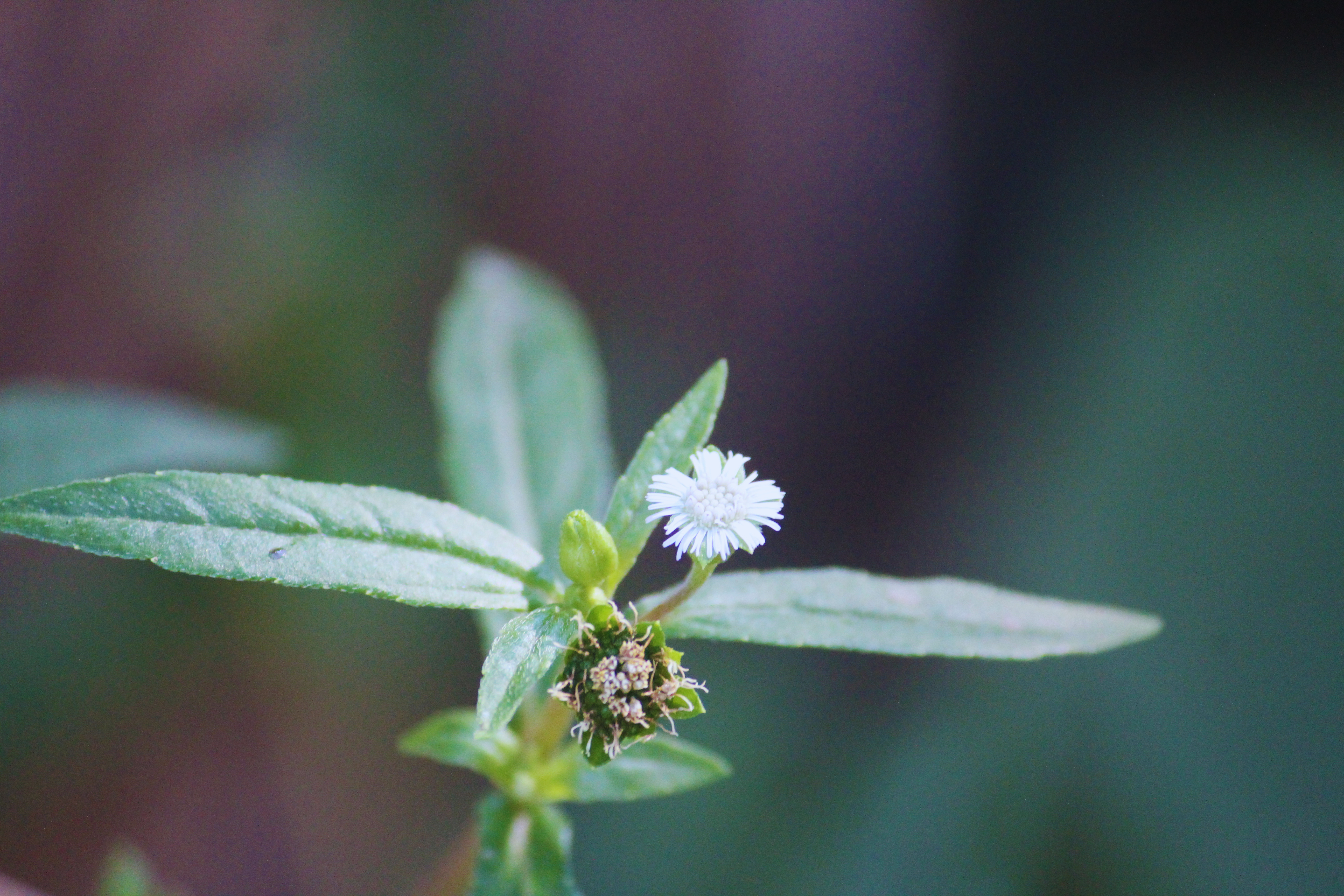 Eclipta prostrata image